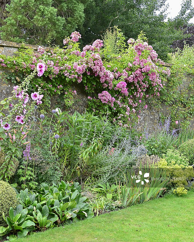 花坛上的多年生植物和爬过花园墙的粉红色玫瑰图片素材