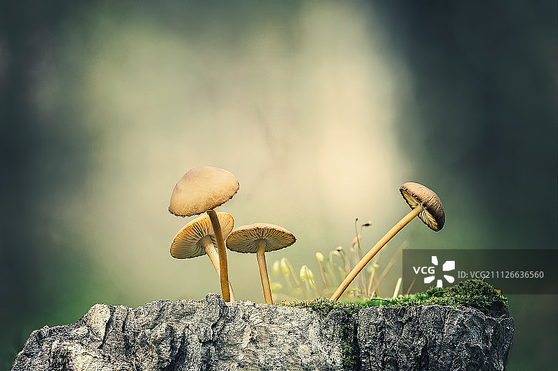 蘑菇的家庭图片素材
