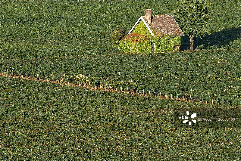 葡萄园环绕的小房子，法国勃艮第图片素材
