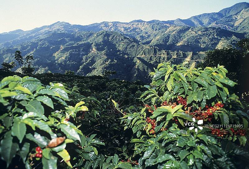 刷子上的咖啡豆;咖啡种植园，哥斯达黎加图片素材