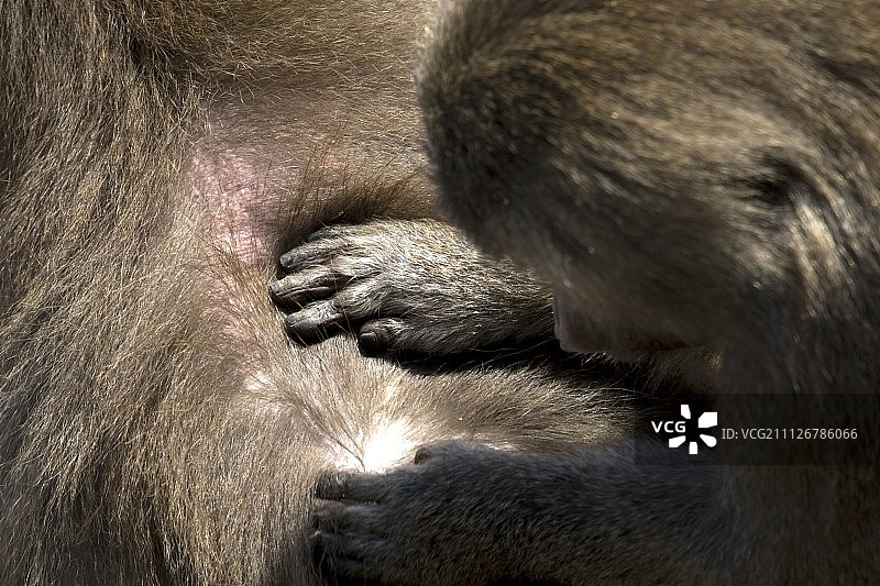 荷兰动物园里的狒狒在互相梳理毛发图片素材