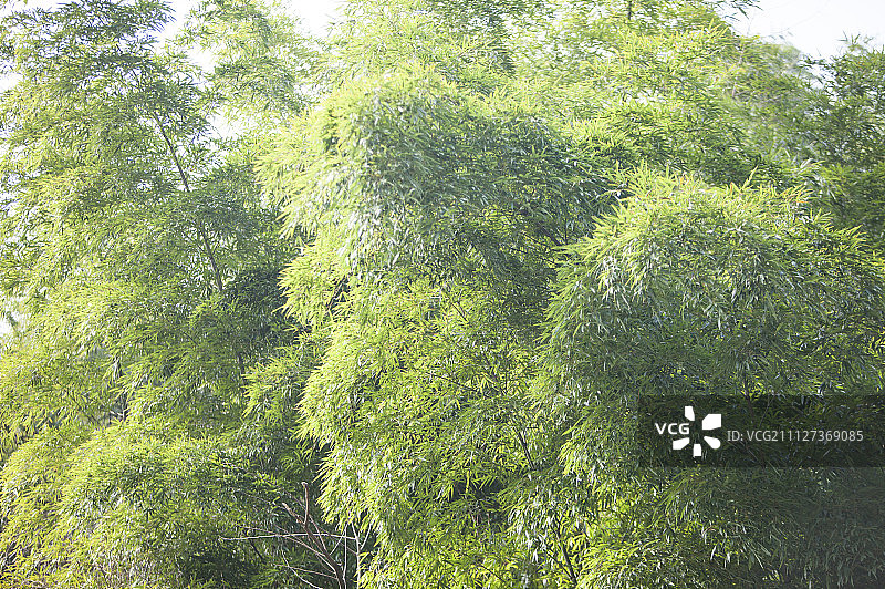 竹子,大鄣山卧龙谷,婺源,江西省,中国,亚洲图片素材