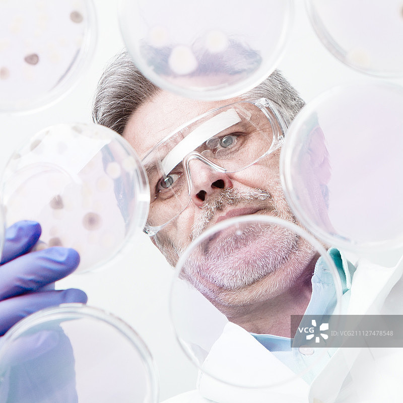 高级生命科学研究员嫁接细菌。图片素材