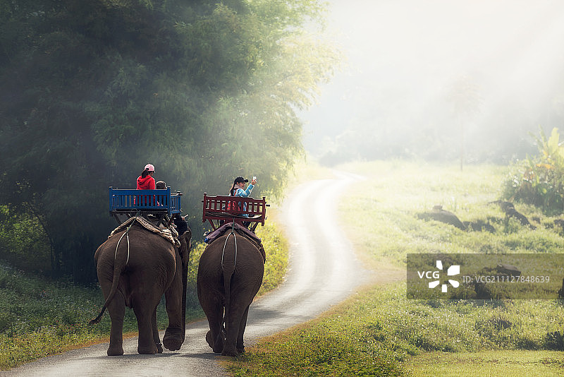 大象在老挝北部的丛林中跋涉图片素材