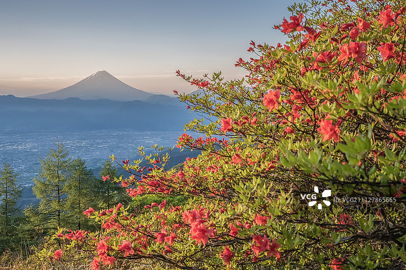 日本杜鹃花和富士山图片素材