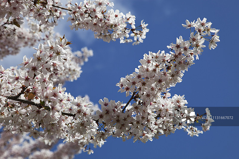 苹果树，苹果。树枝与大量，白色的花对抗蓝天。英格兰，西苏塞克斯，奇切斯特。图片素材