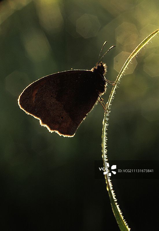 蝴蝶。图片素材