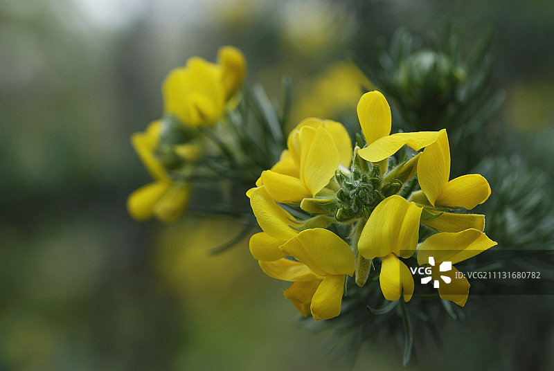 金雀花,Ulex europaeus。图片素材
