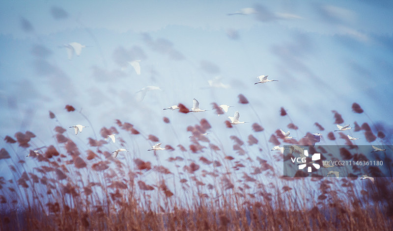 冬季的一群飞鸟图片素材