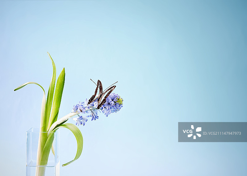 花与蝴蝶摄影图片素材