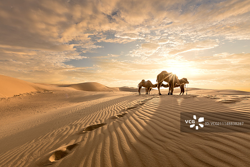 沙漠里晨光中的骆驼图片素材