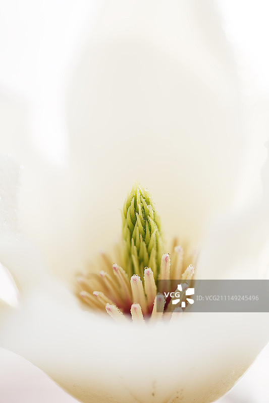 浪漫朦胧-白玉兰花瓣与花蕊图片素材