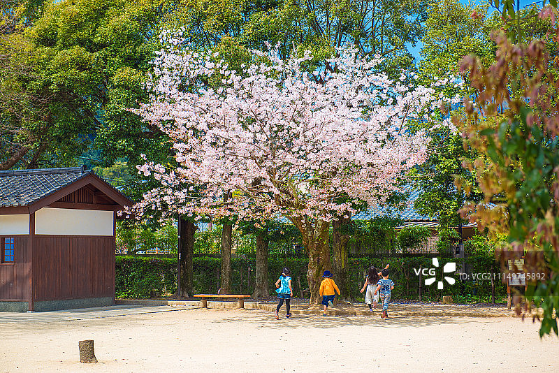 日本樱花建筑图片素材