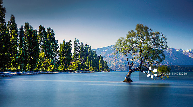 新西兰瓦纳卡湖瓦纳卡的孤独树。图片素材