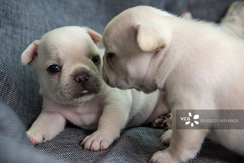 宠物小狗——法国斗牛犬幼犬图片素材