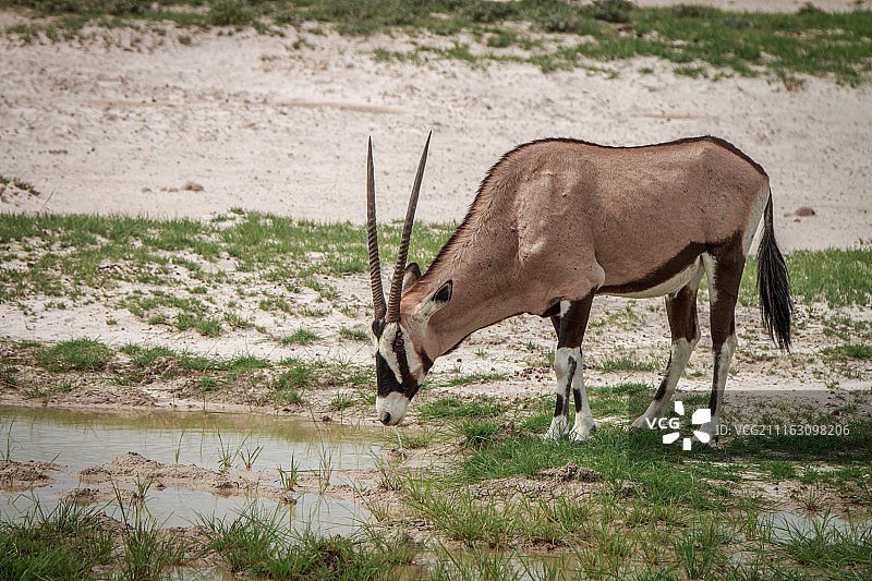 羚羊饮用水图片素材
