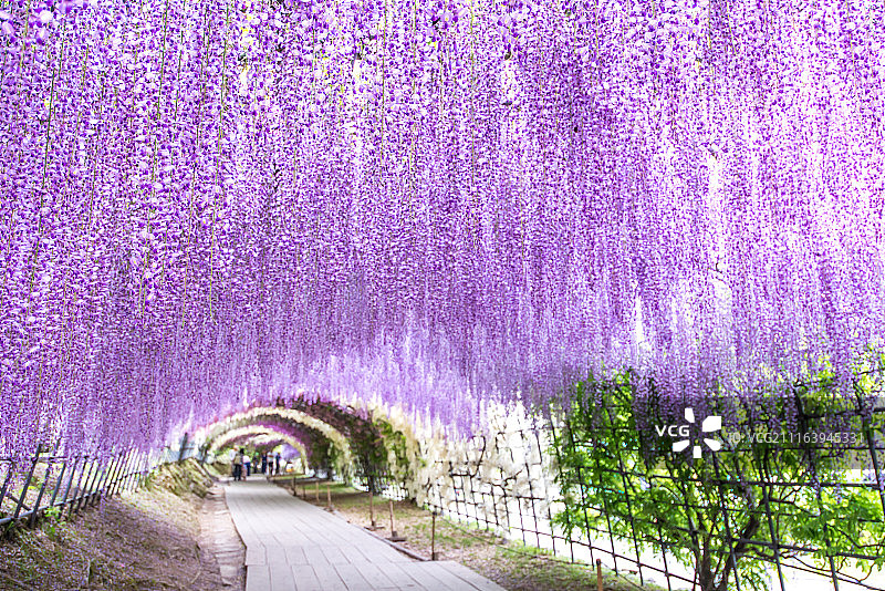 用紫藤树枝做成的隧道图片素材