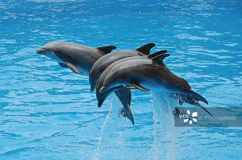 海豚跳出水面图片素材