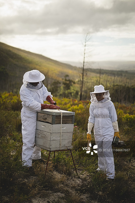 雄性和雌性养蜂人在蜂房工作图片素材