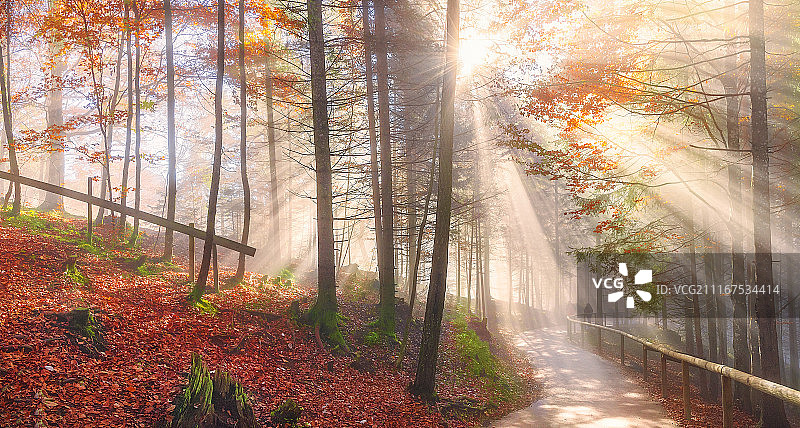 穿过秋天的森林和阳光图片素材