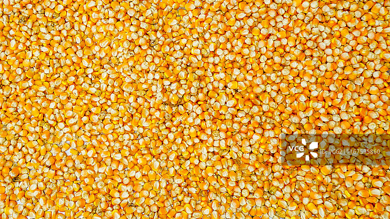 Maize drying 玉米粒图片素材