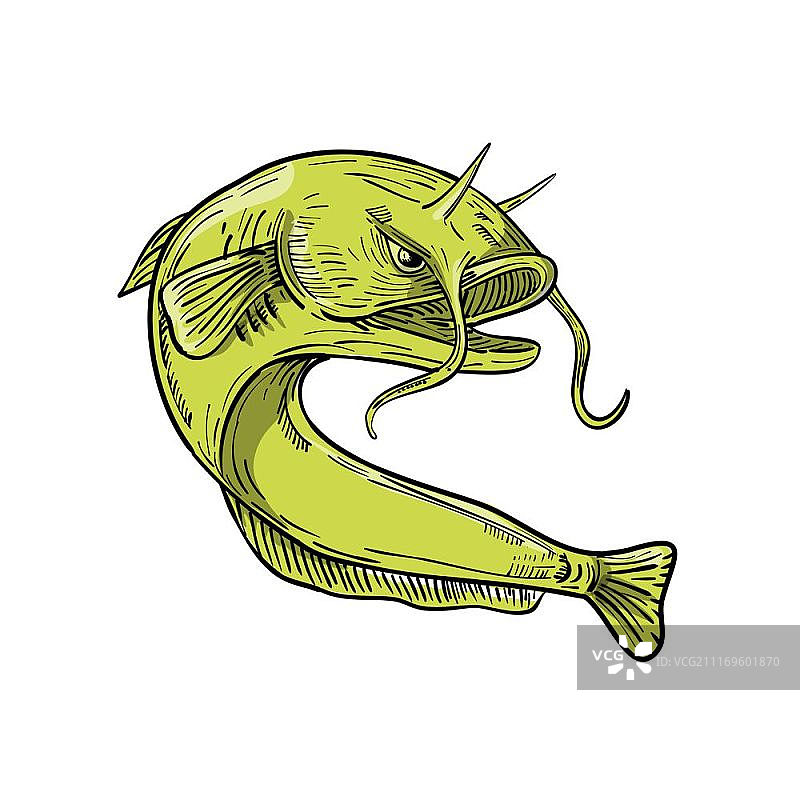 画素描风格的巨型魔鬼鲶鱼或goonch插图，一个非常大的种类的鲶鱼在属Bagarius，跳上孤立的背景。魔鬼鲶鱼跳画图片素材