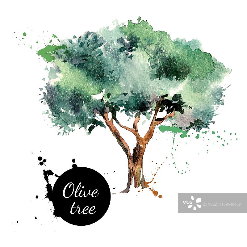 橄榄树矢量插图。手绘水彩画在白色的背景图片素材