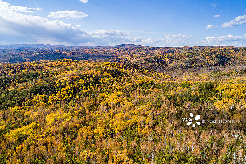 航拍大兴安岭秋天的森林图片素材