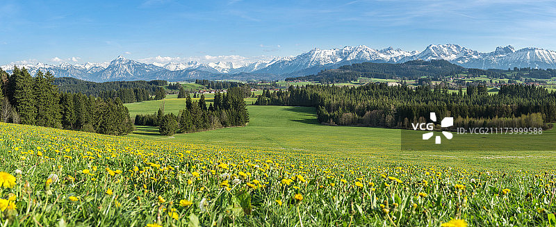 美丽的黄花草地在一个田园诗般的山地景观图片素材