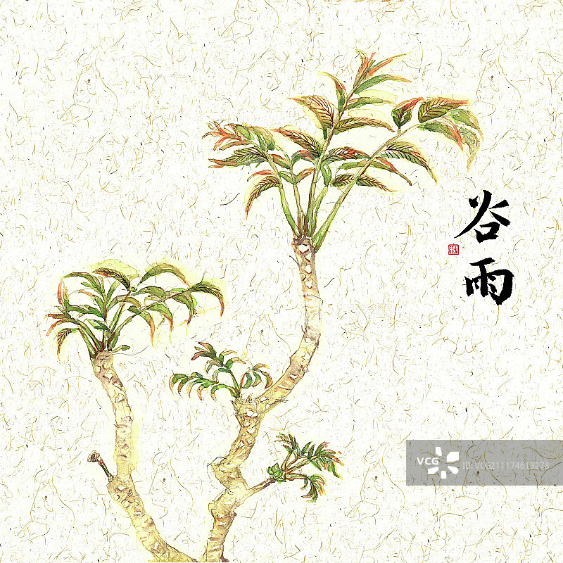 插画二十四节气果蔬系列之谷雨香椿图片素材