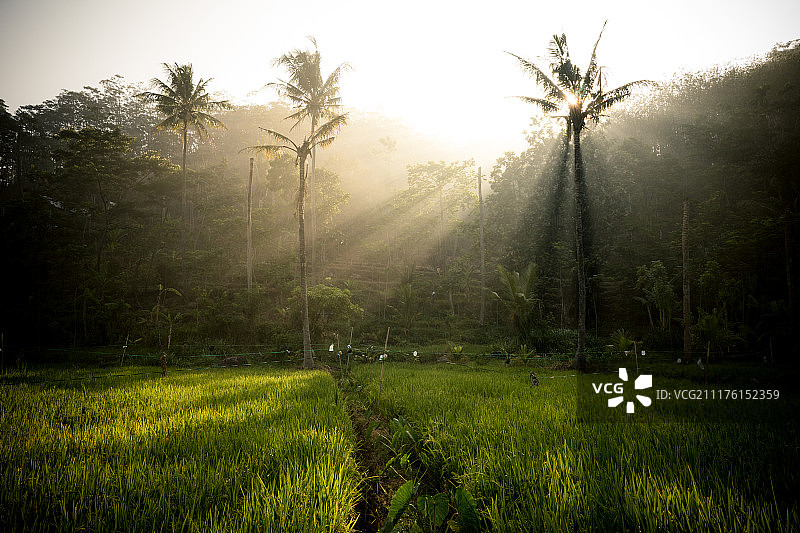 印度尼西亚的稻田图片素材