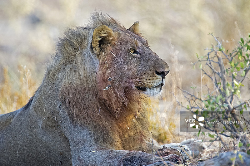 狮子(狮子)，成年雄性，Etosha国家公园，纳米比亚，非洲图片素材