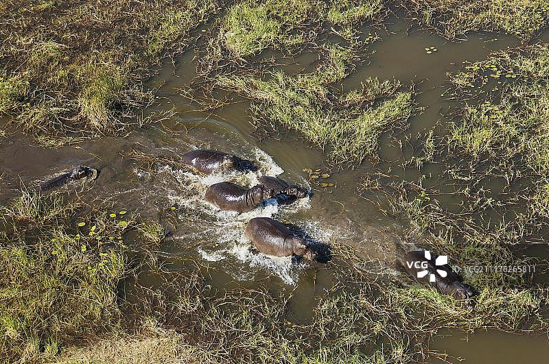 河马(两栖河马)，在淡水沼泽，鸟瞰图，奥卡万戈三角洲，莫雷米保护区，博茨瓦纳，非洲图片素材