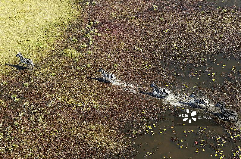 波切尔斑马，漫步在淡水沼泽，鸟瞰图，奥卡万戈三角洲，莫雷米保护区，博茨瓦纳，非洲图片素材