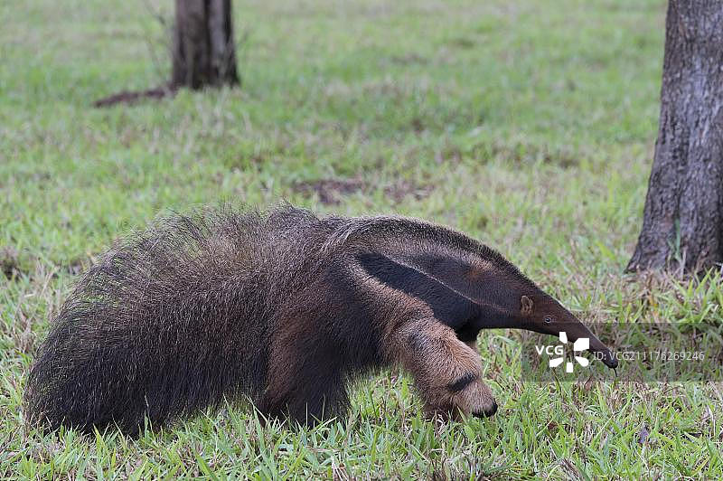 巨型食蚁兽(三趾食蚁兽属)，马托格罗索州，巴西，南美洲图片素材