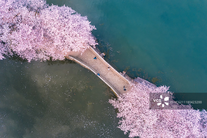 长春桥樱花图片素材