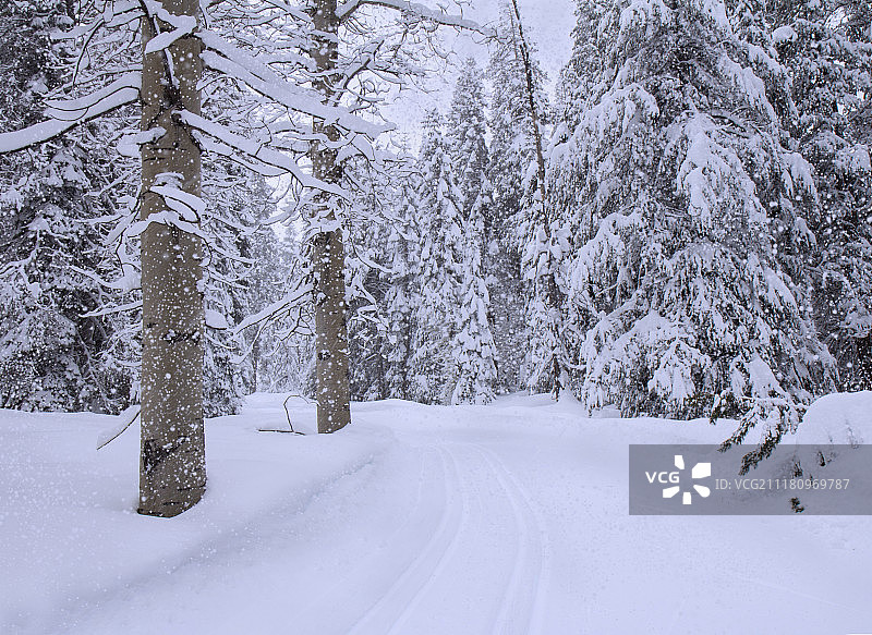 冬季森林降雪图片素材