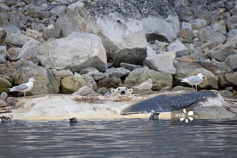 北极斯匹次卑尔根群岛(spits卑尔根群岛)海面上漂浮的北极熊(Ursus maritimus)，成体，与白垩海鸥(Larus hyperboreus)一起进食，食腐长须鲸(physalus)的尸体图片素材