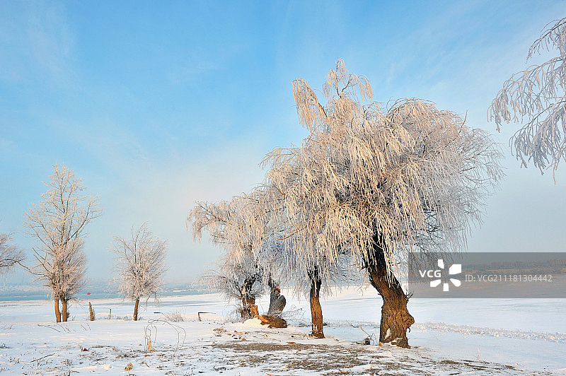 多瑙河附近冬天结霜的树木图片素材