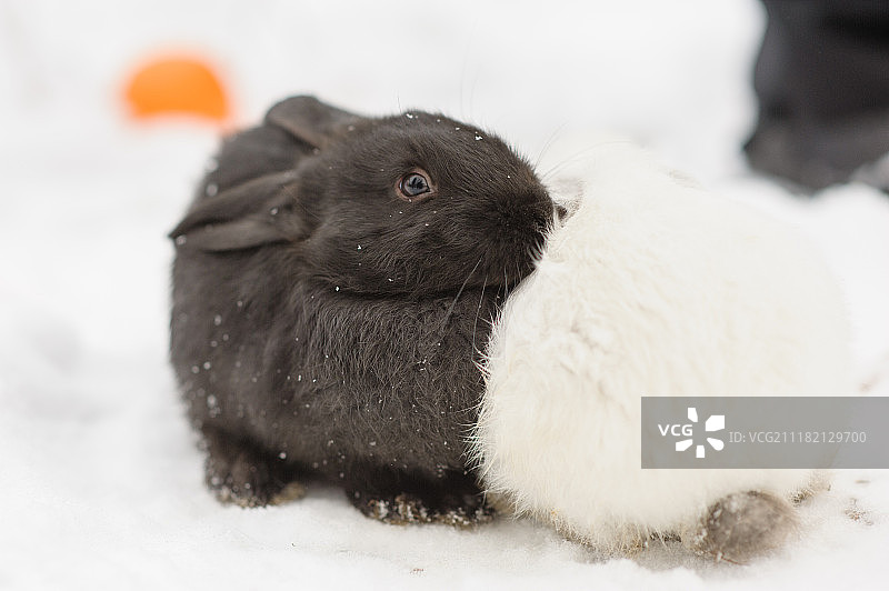可爱的两只兔子黑白两色图片素材