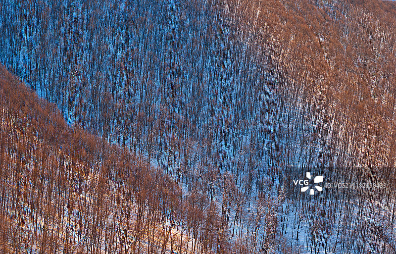冬季森林图片素材