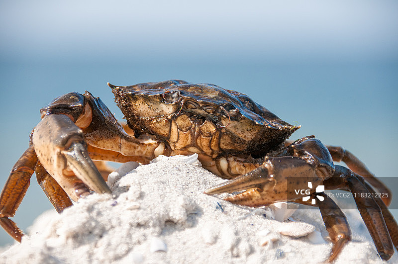 黑海上的螃蟹图片素材