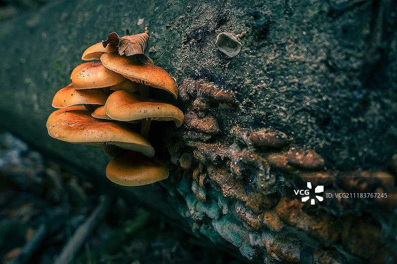 树干上的蘑菇，微距特写图片素材