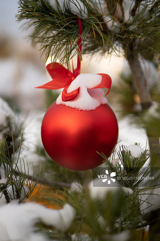 圣诞红球和绿色云杉树枝圣诞装饰图片素材