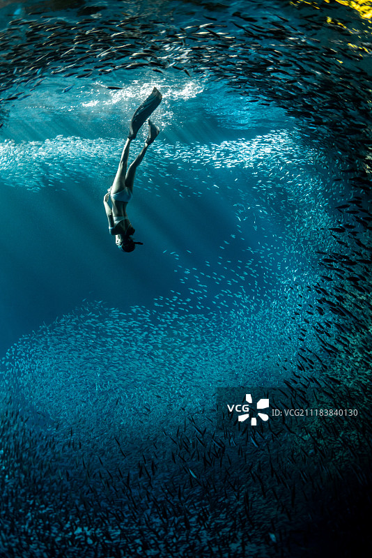 沙丁鱼群中下潜的自由潜潜水员图片素材