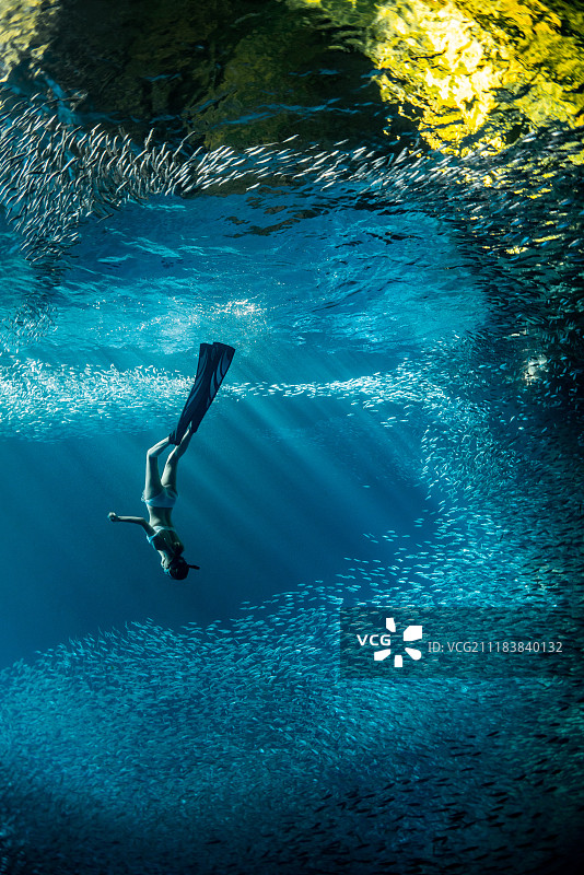 沙丁鱼群中下潜的自由潜潜水员图片素材