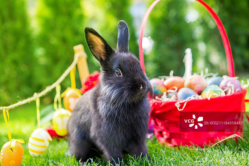 甜蜜的复活节兔子图片素材