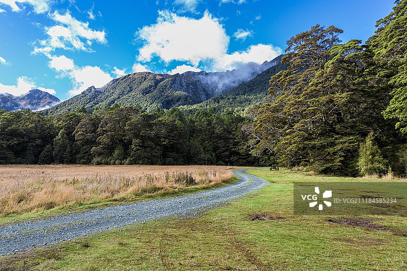 新西兰森林风光图片素材