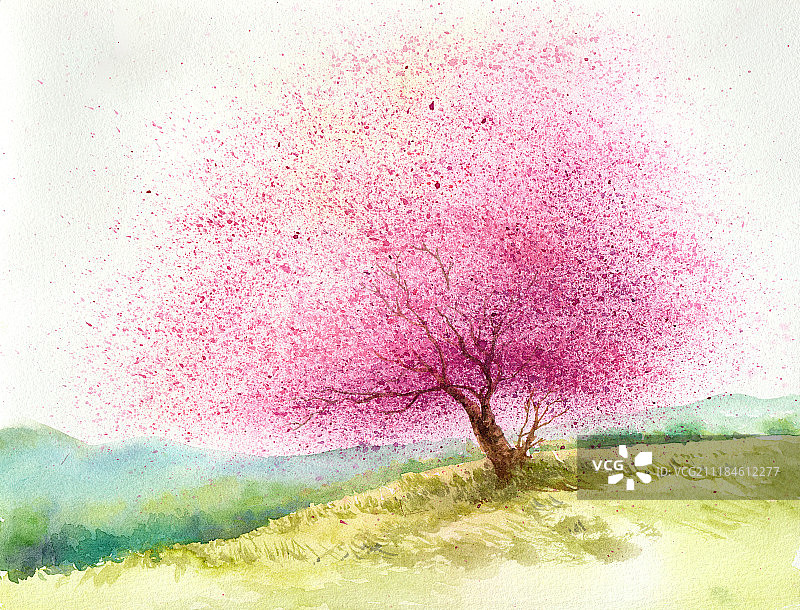 一树樱花图片素材