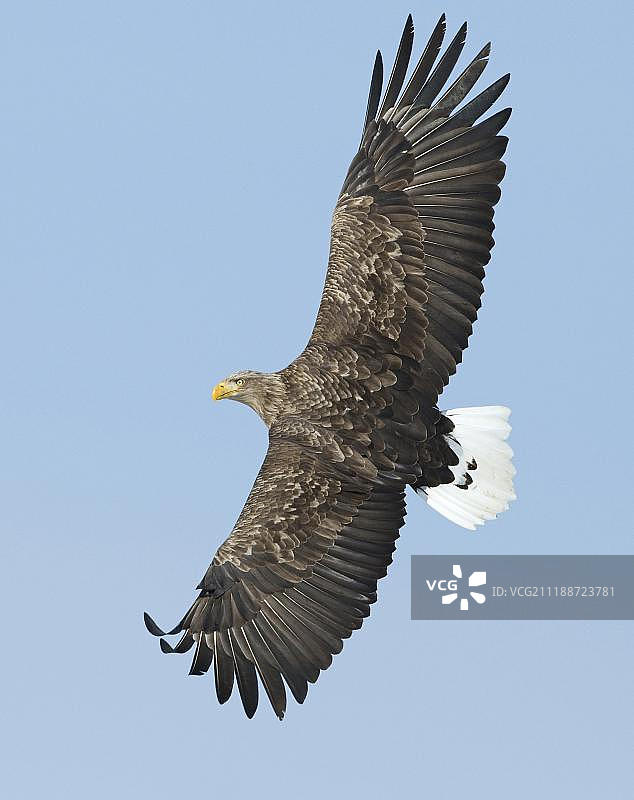 白尾鹰，成年，飞行中，挪威，欧洲图片素材